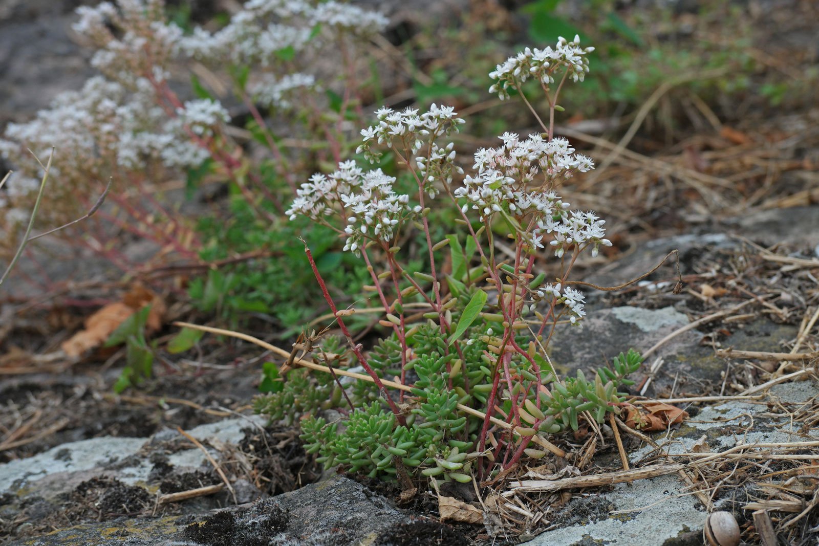 Sedum album