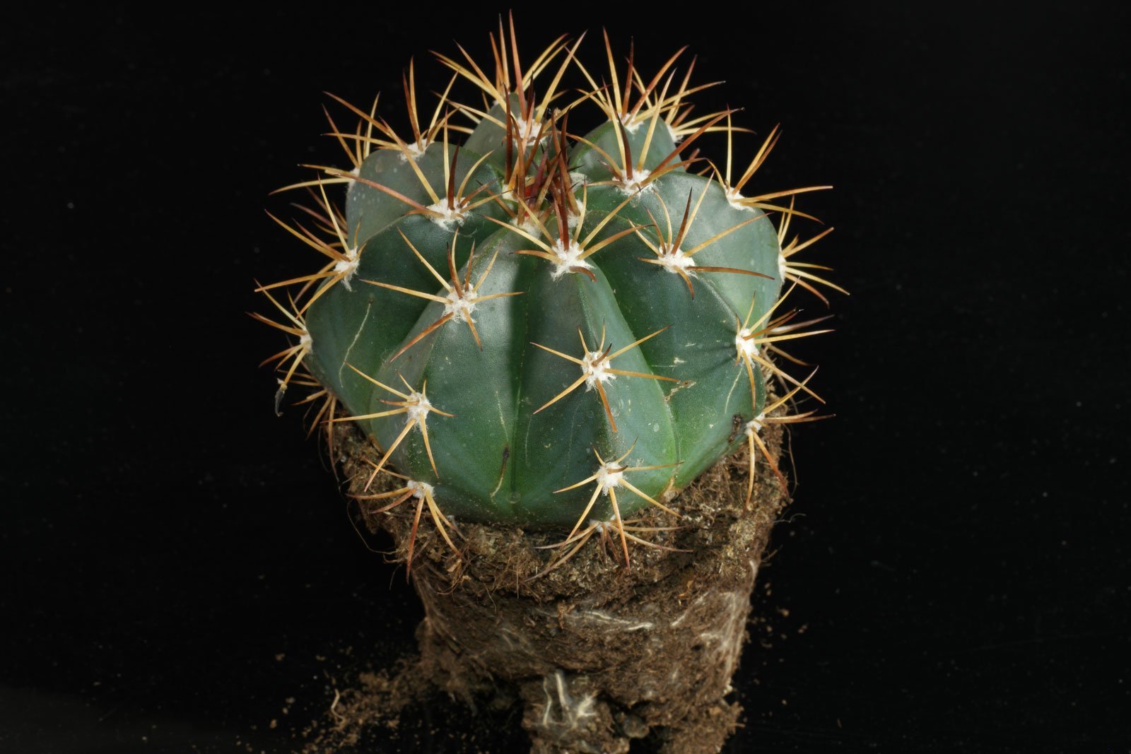 Melon Cactus