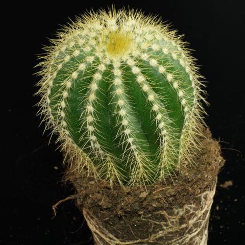 Parodia warasii