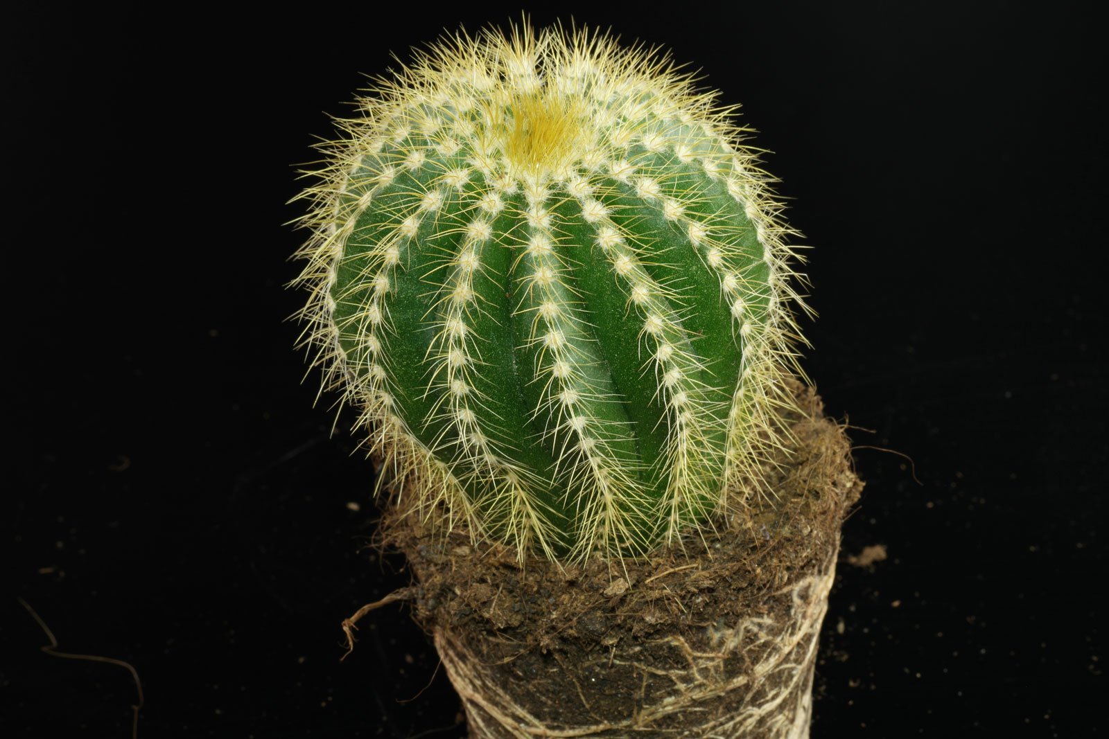 Parodia warasii