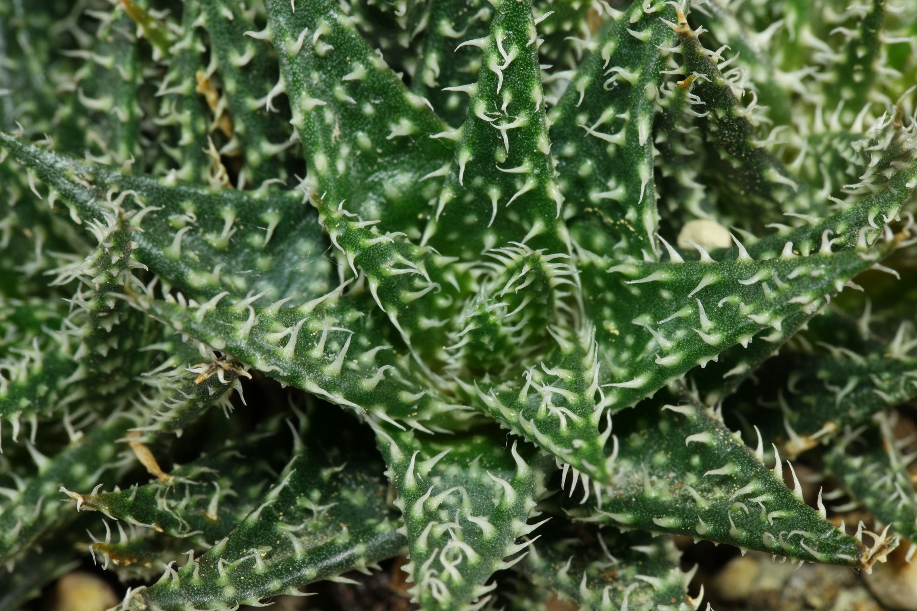 Aloe Pepe