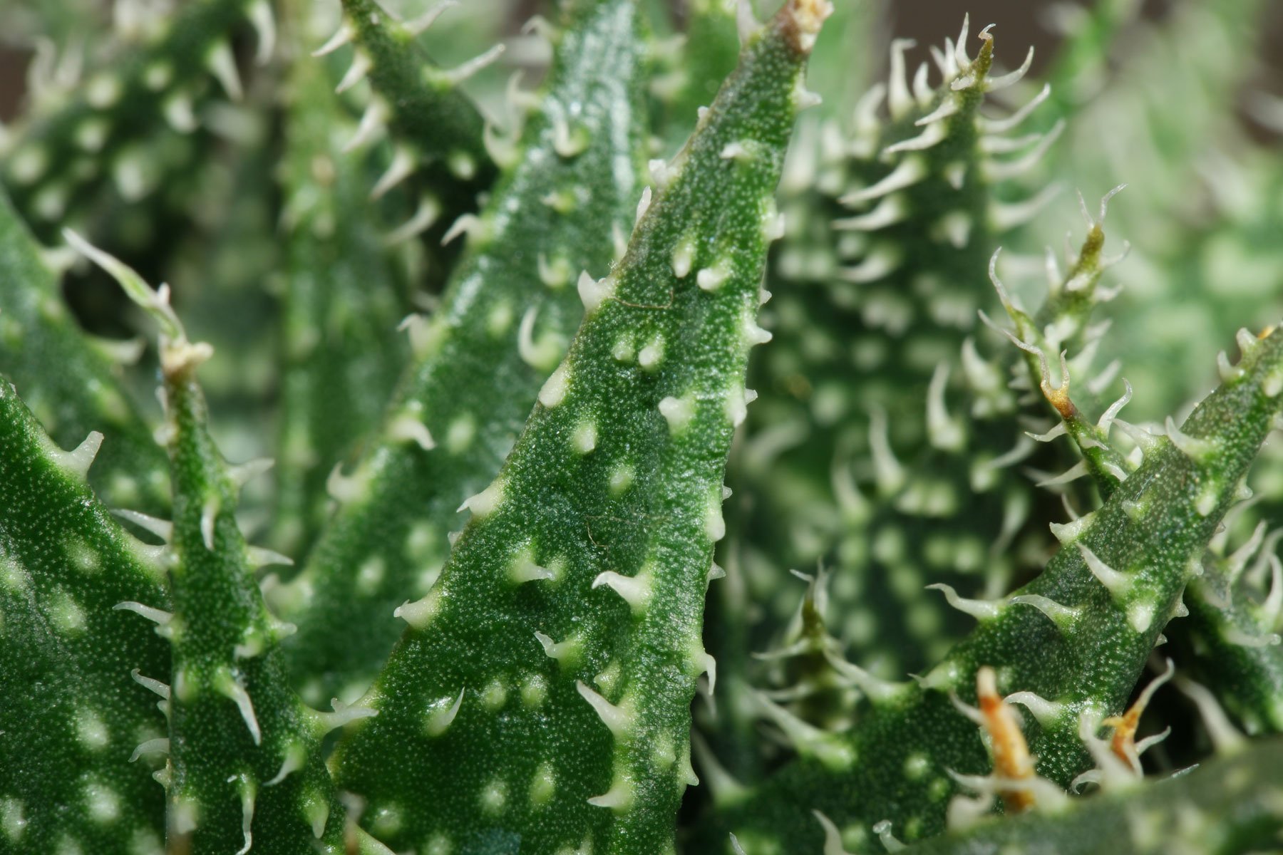 Aloe Pepe