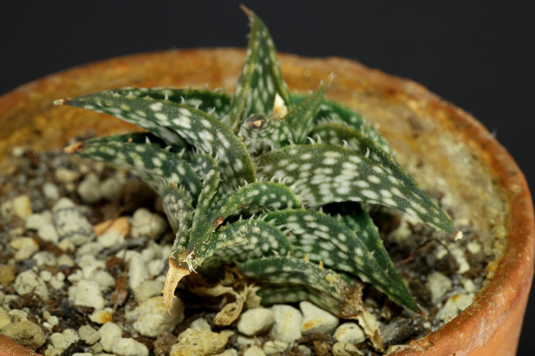 Aloe descoingsii