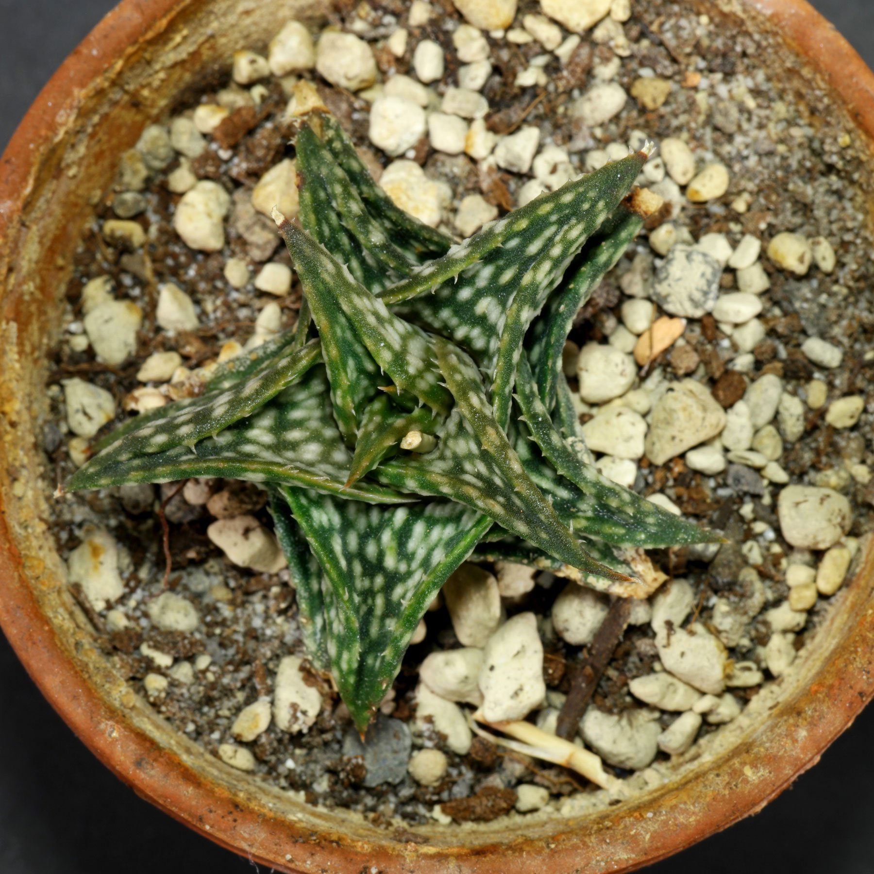 Aloe descoingsii