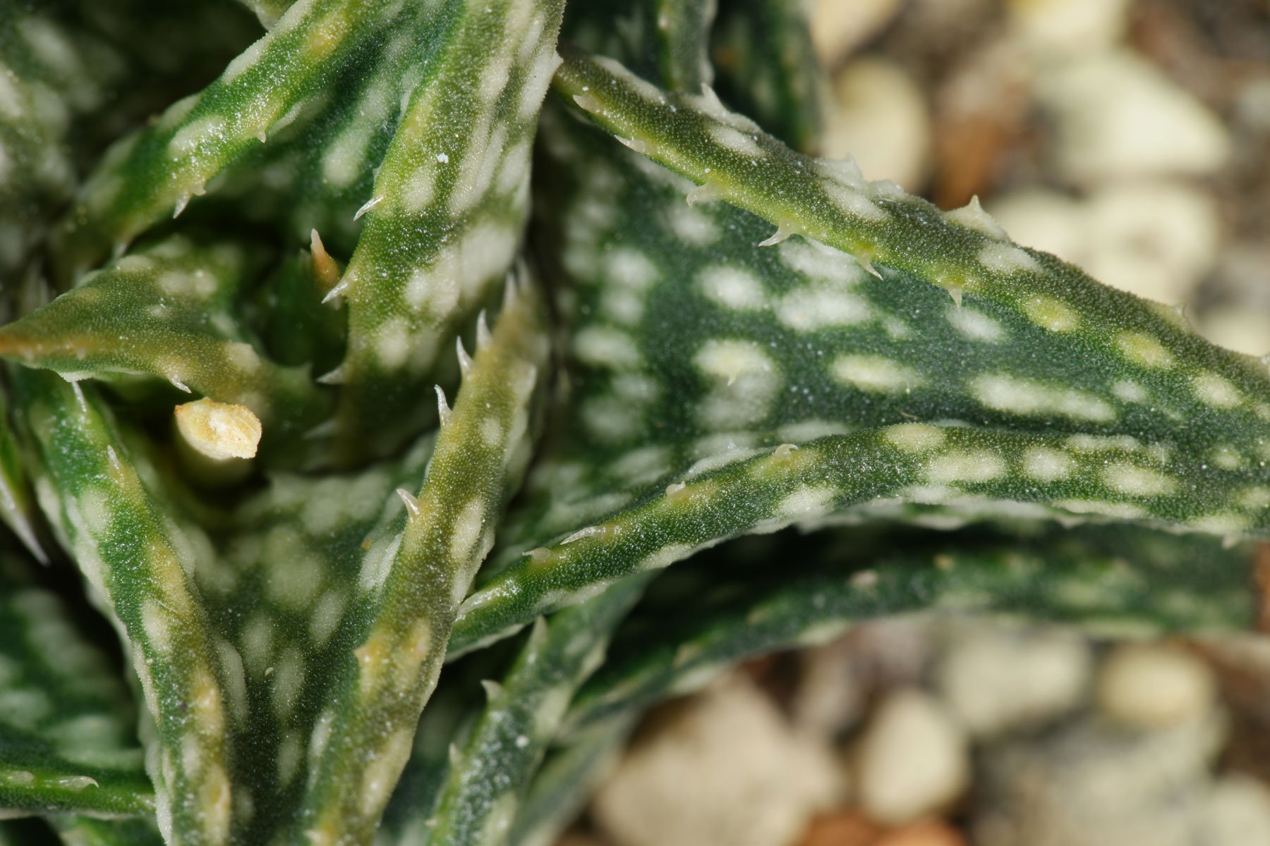 Aloe descoingsii