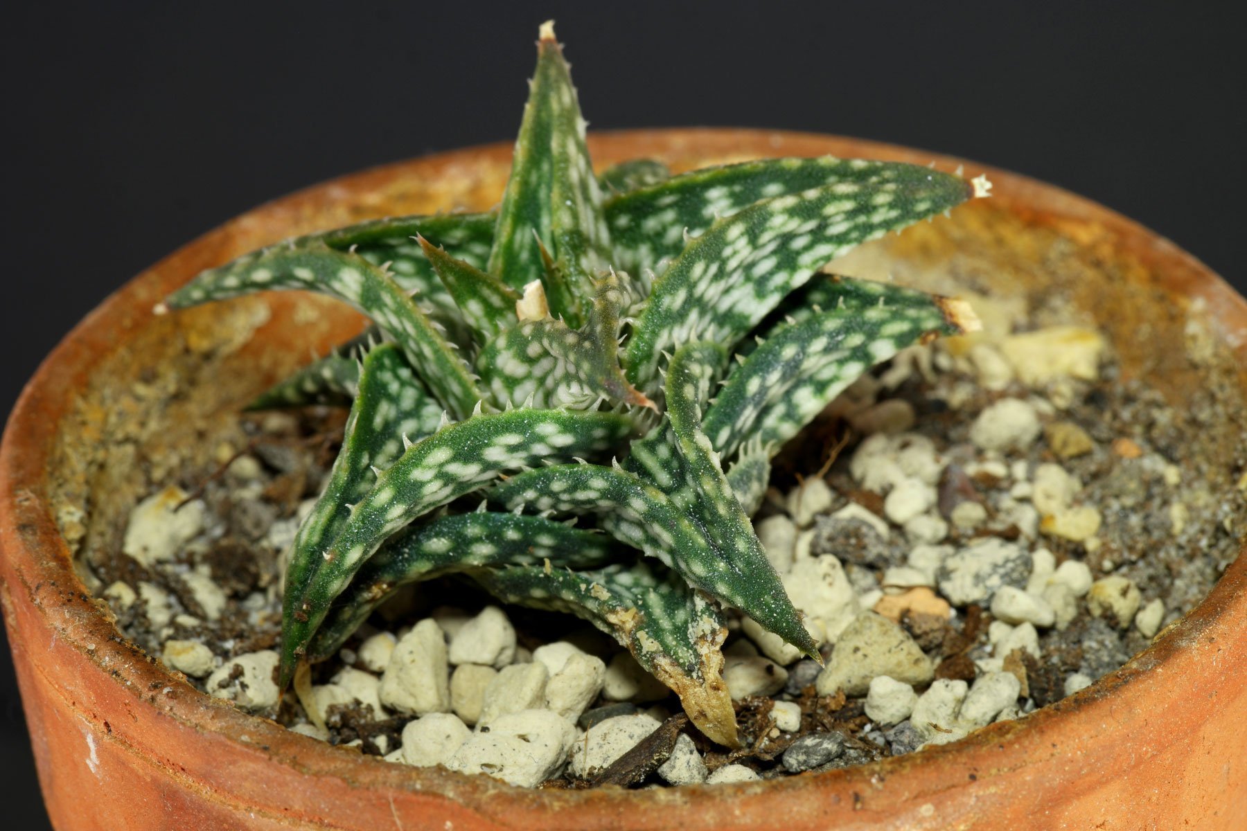 Aloe descoingsii