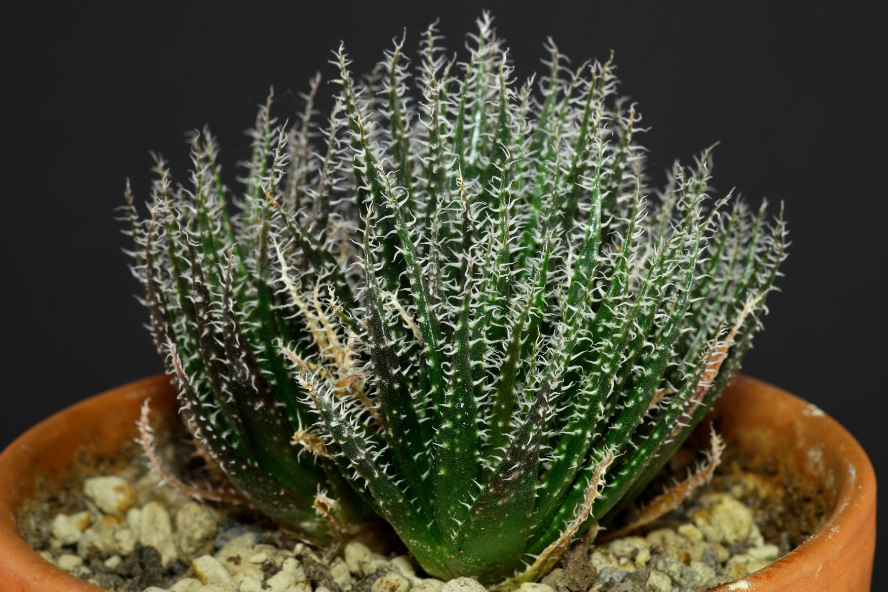 Aloe haworthioides