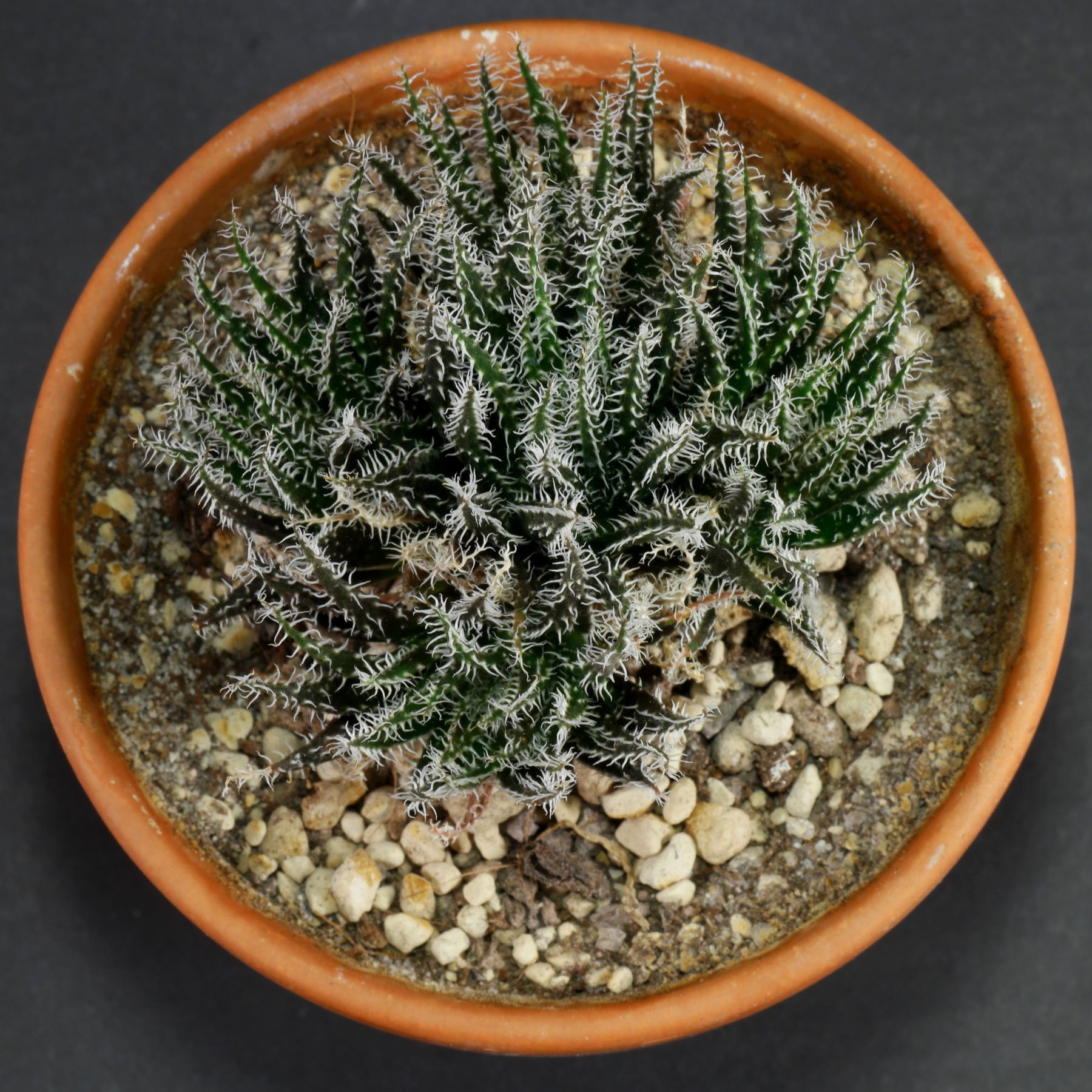 Aloe haworthioides