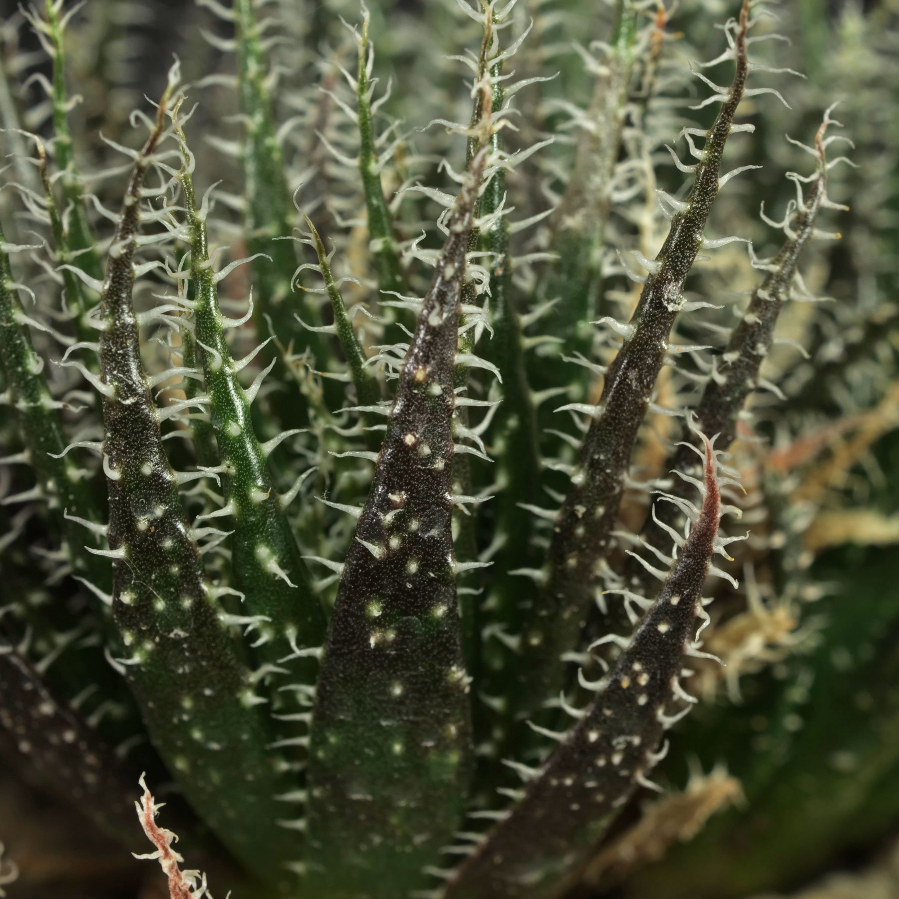 Aloe haworthioides