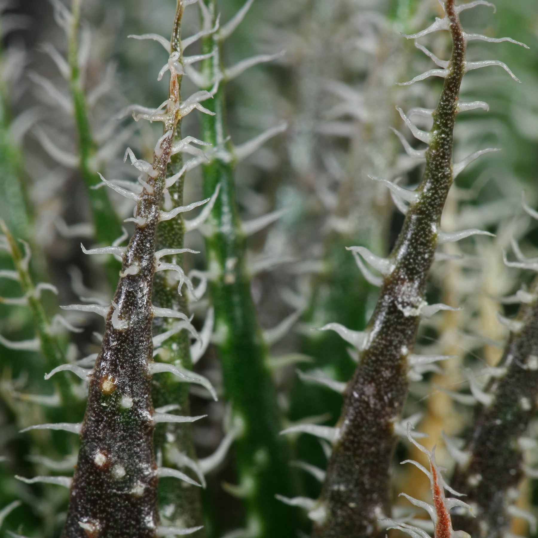 Aloe haworthioides