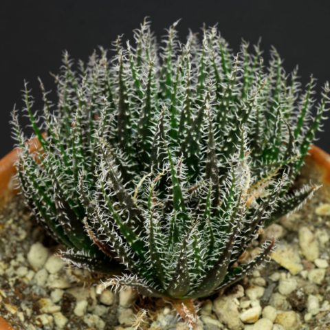 Haworthia-Leaved Aloe