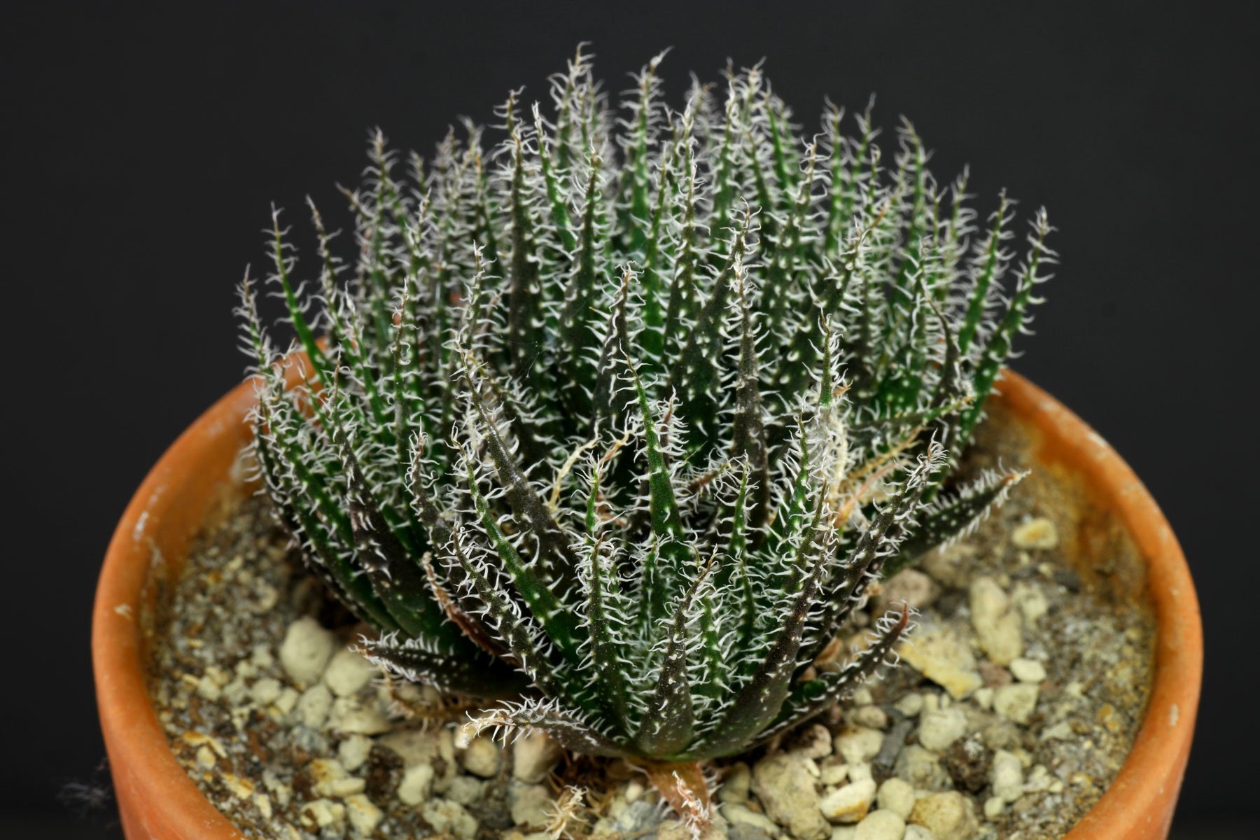 Haworthia-Leaved Aloe