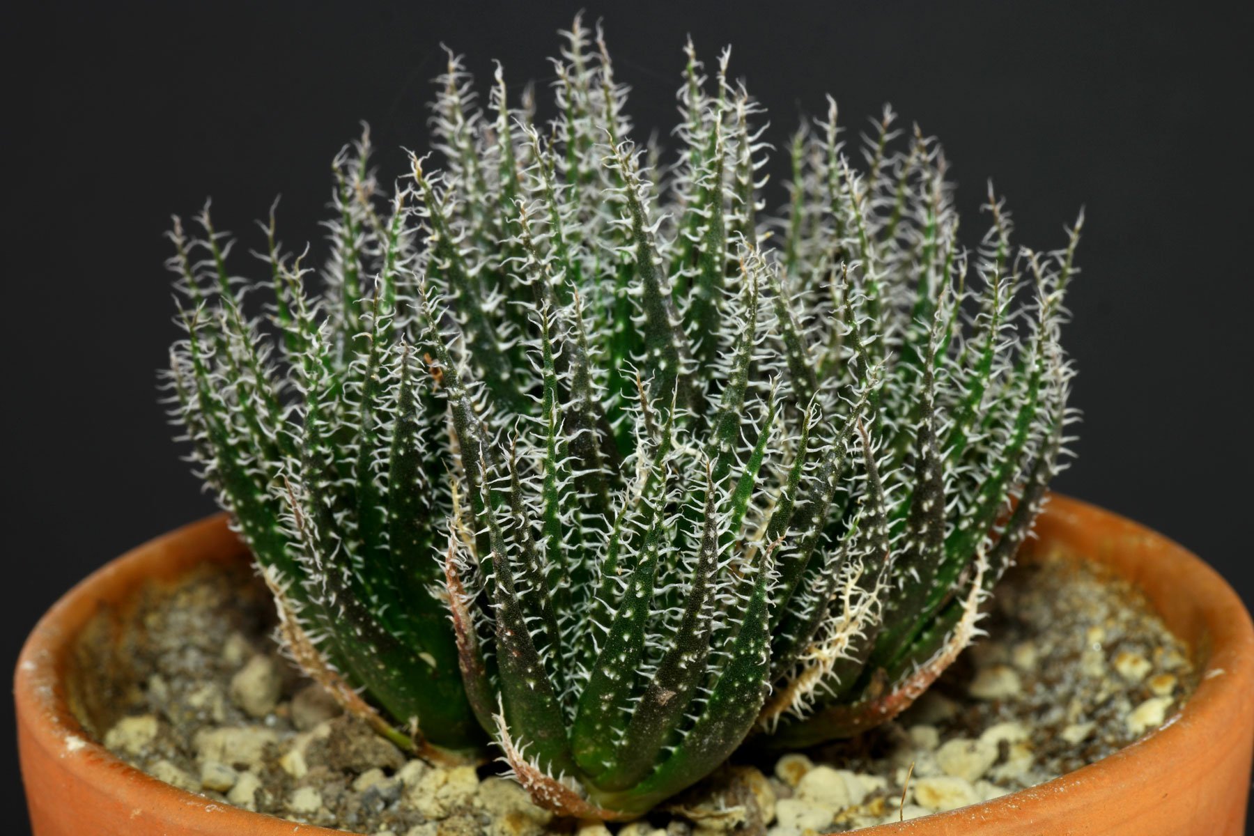 Aloe haworthioides