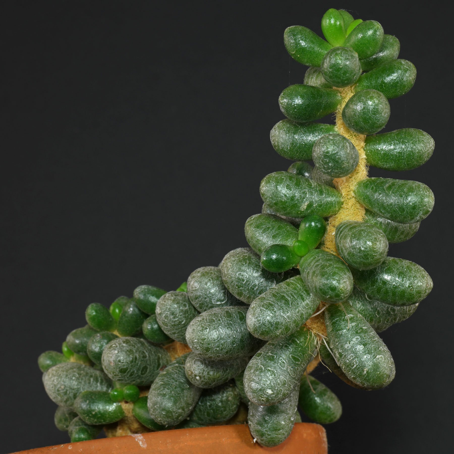 Sedum hernandezii