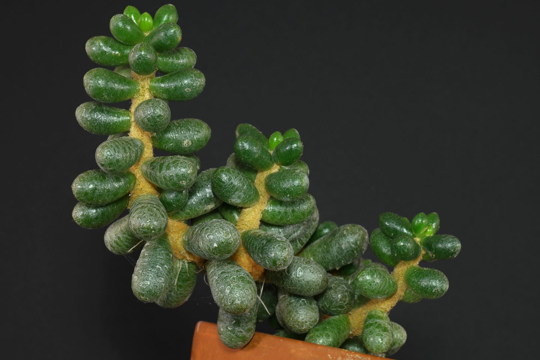 Sedum hernandezii