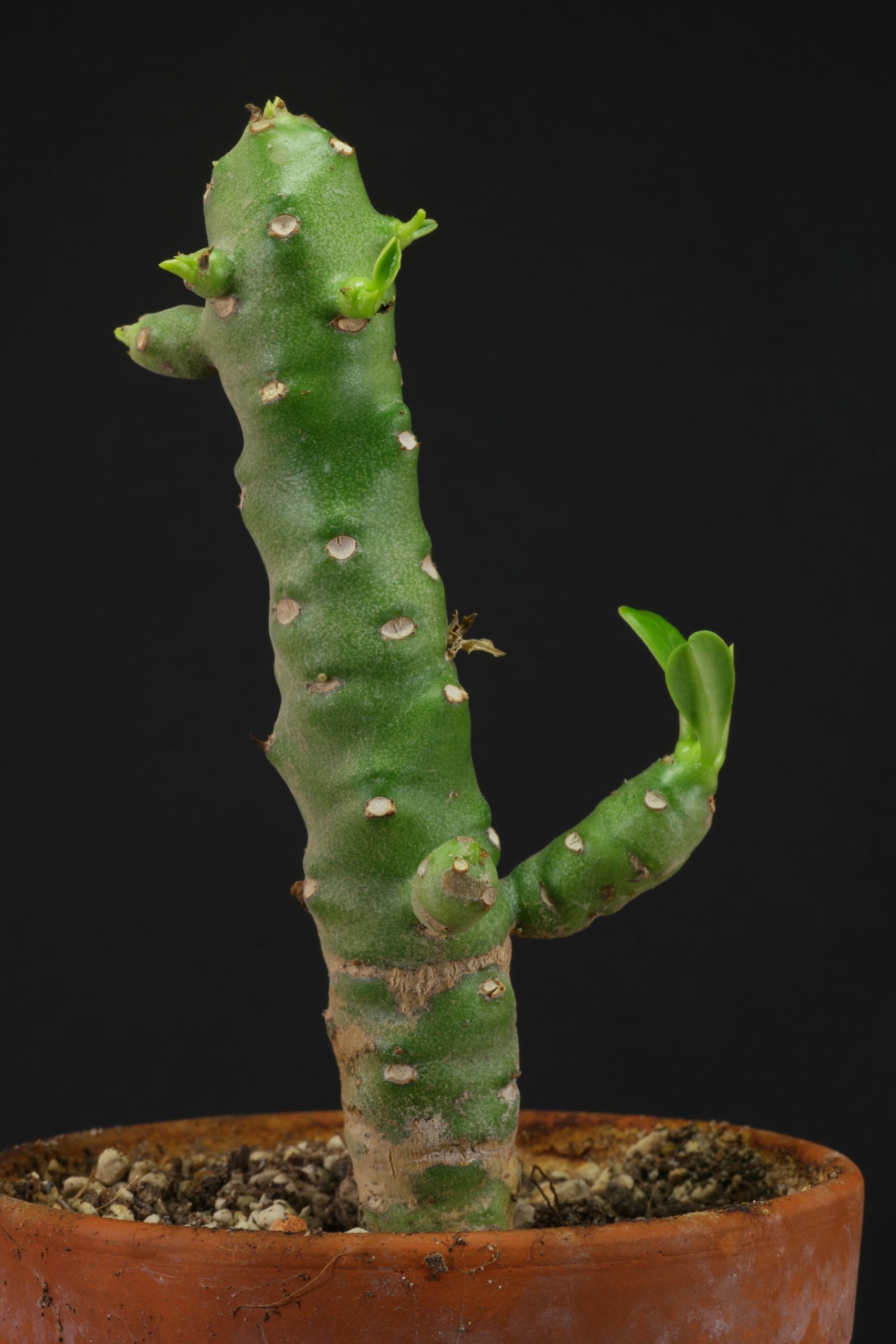 Euphorbia nivulia