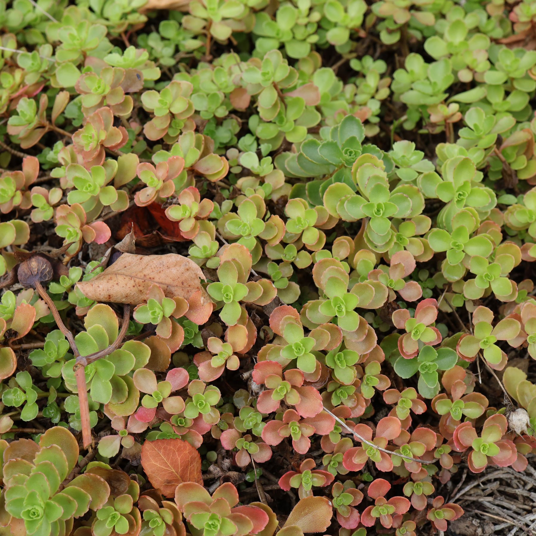 Sedum spurium