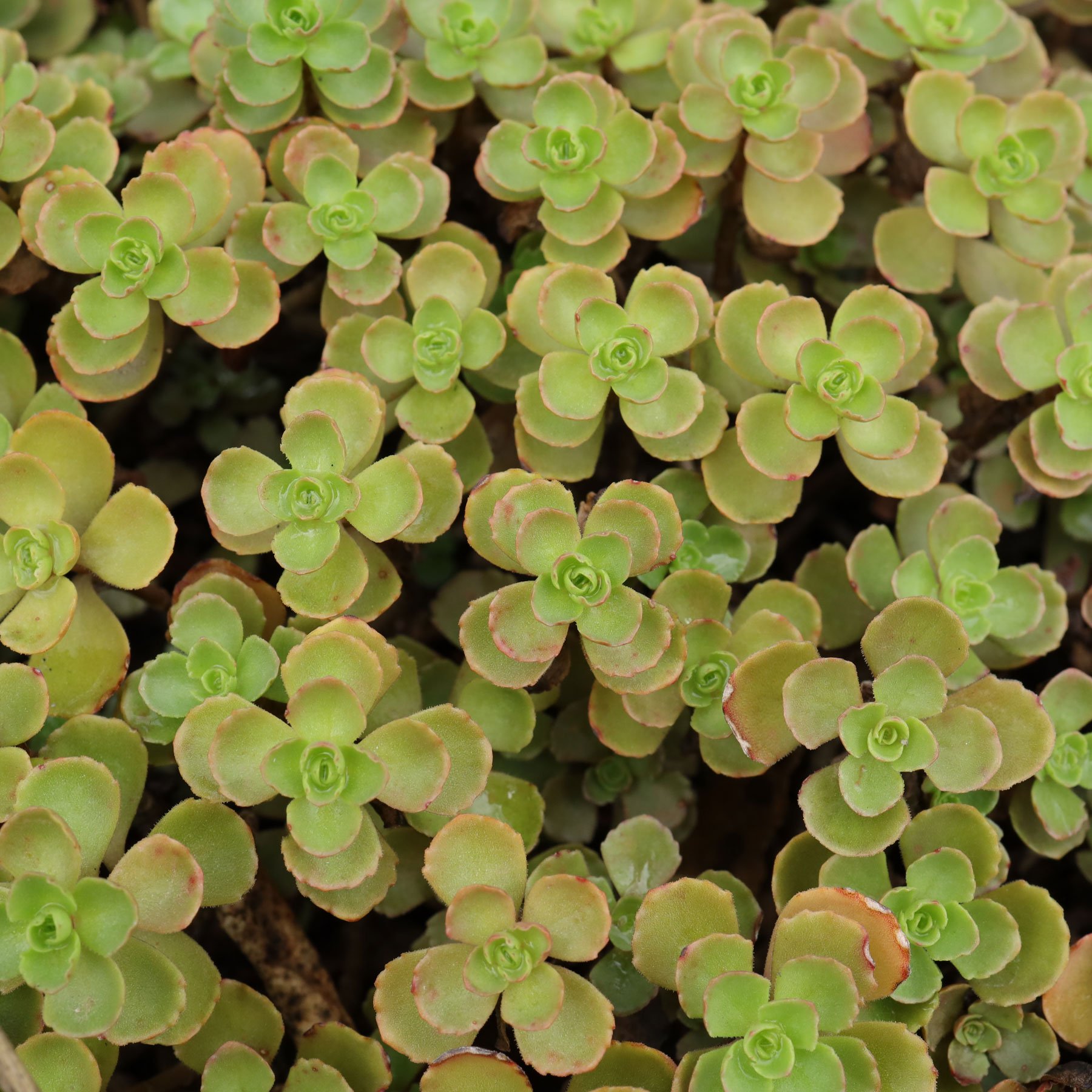 Sedum spurium