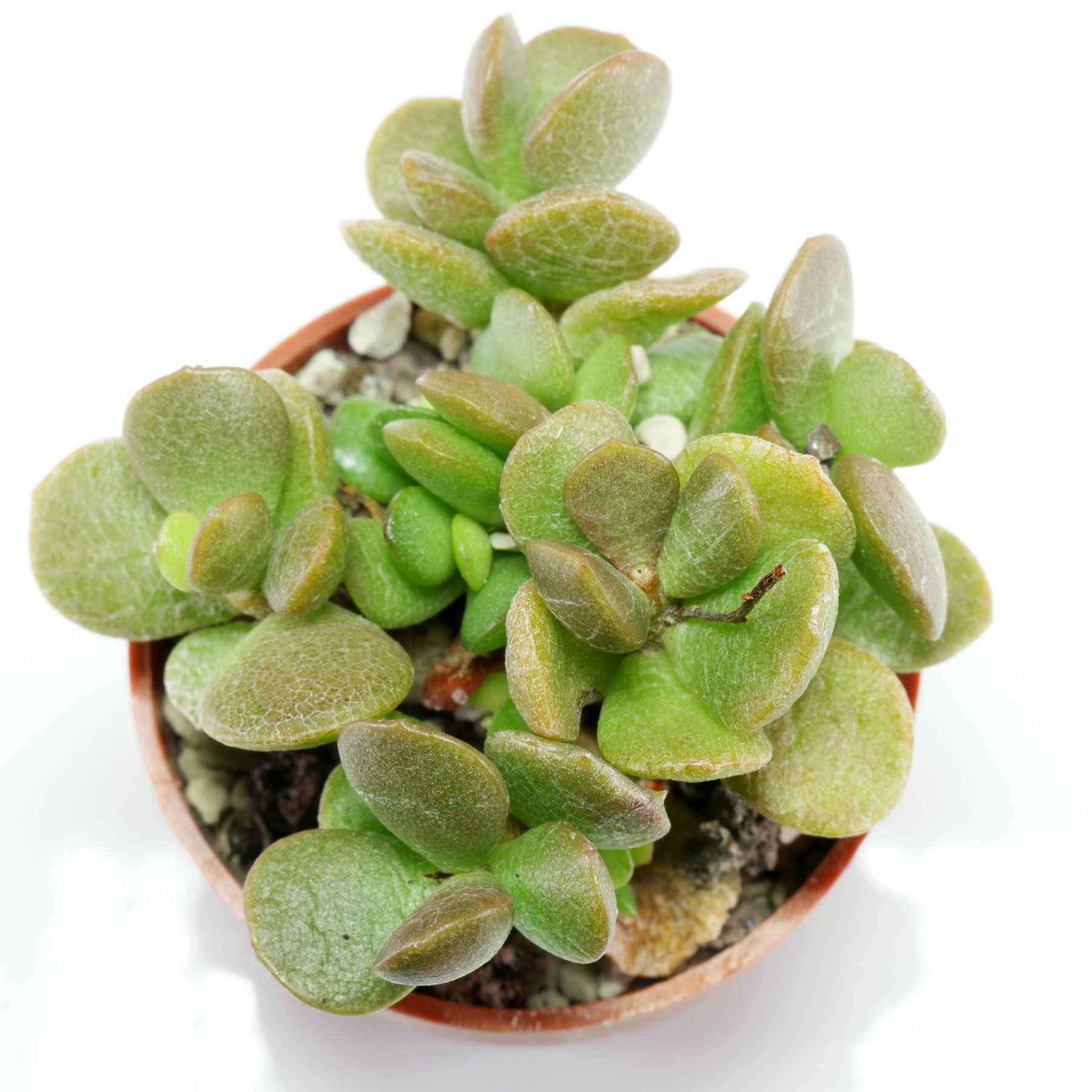 Adromischus diabolicus