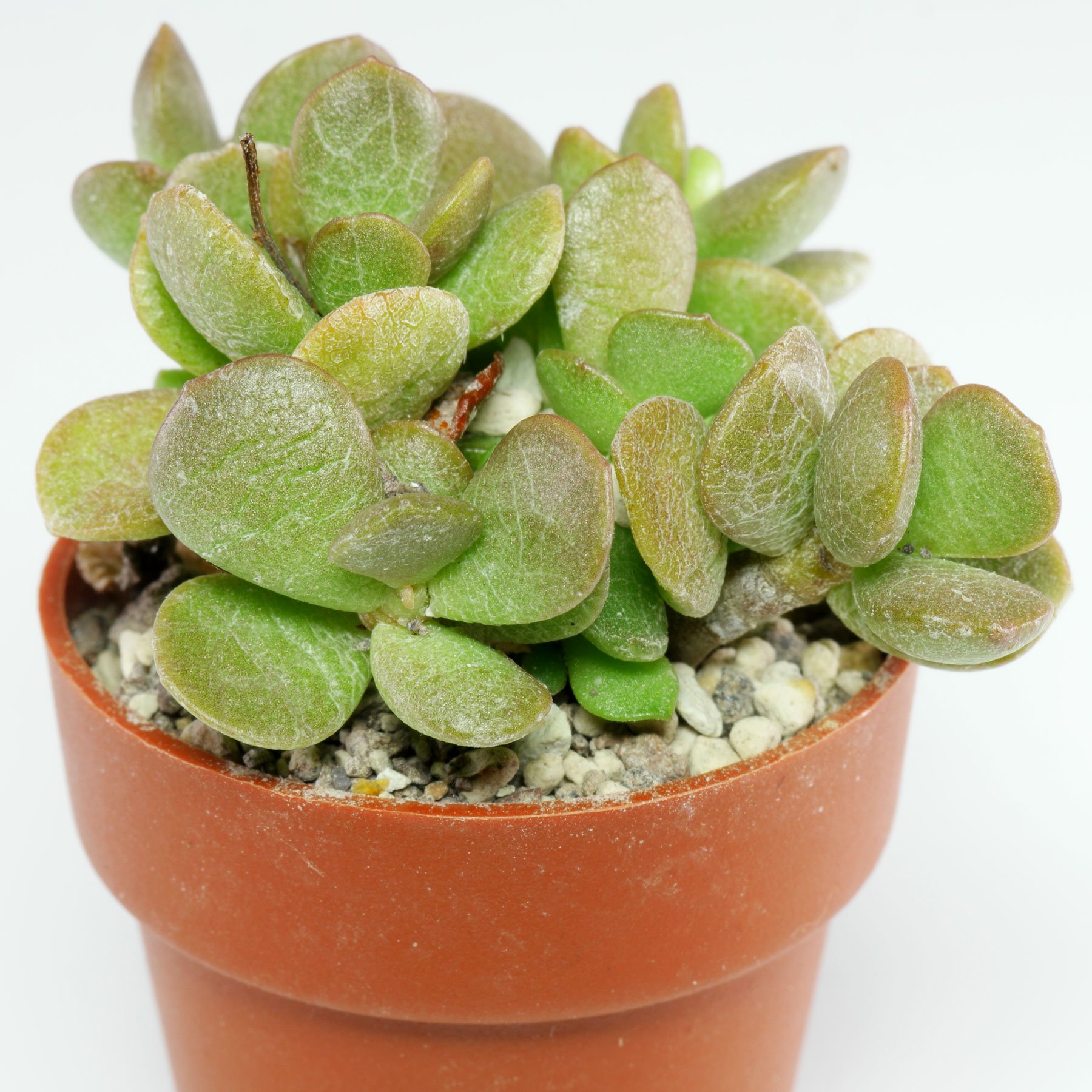 Adromischus diabolicus