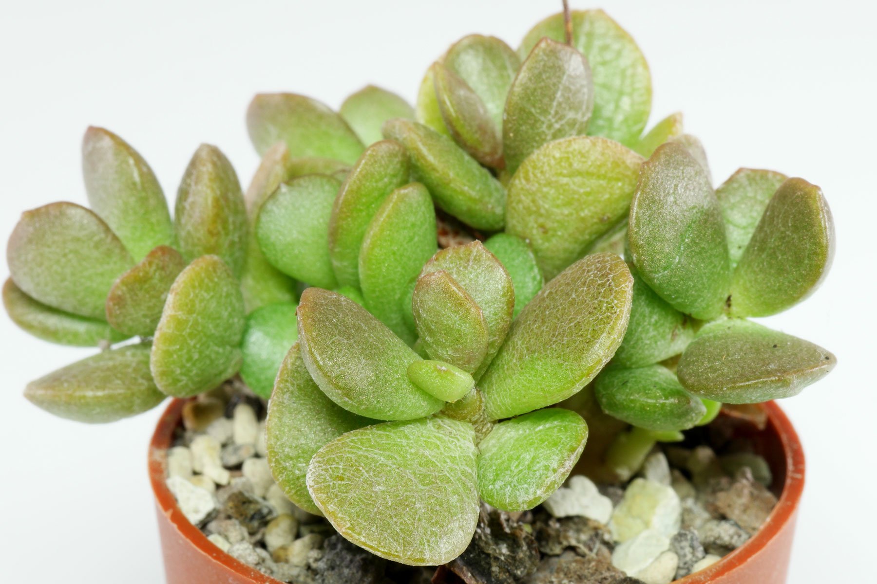 Adromischus diabolicus