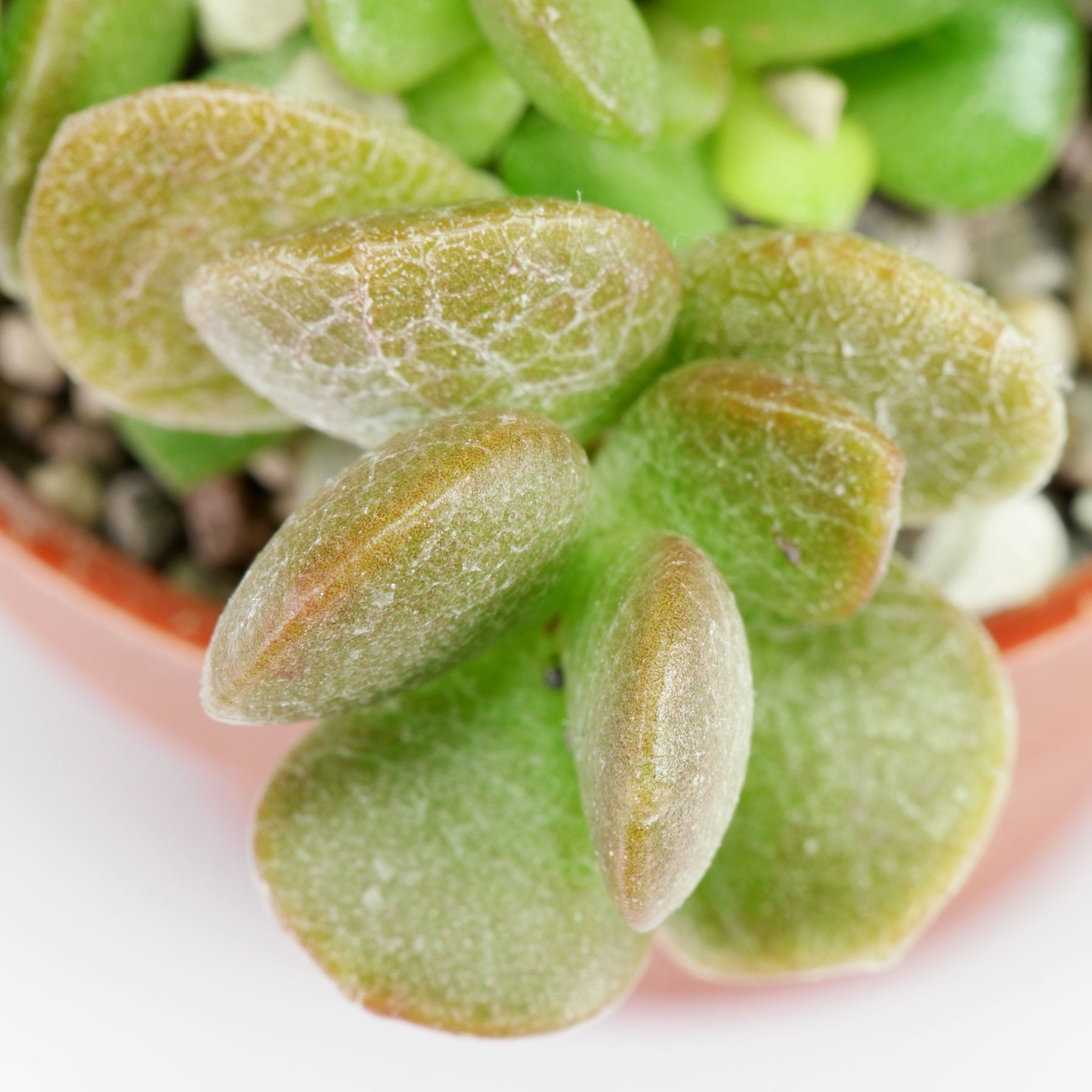 Adromischus diabolicus