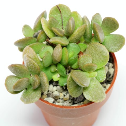 Adromischus diabolicus