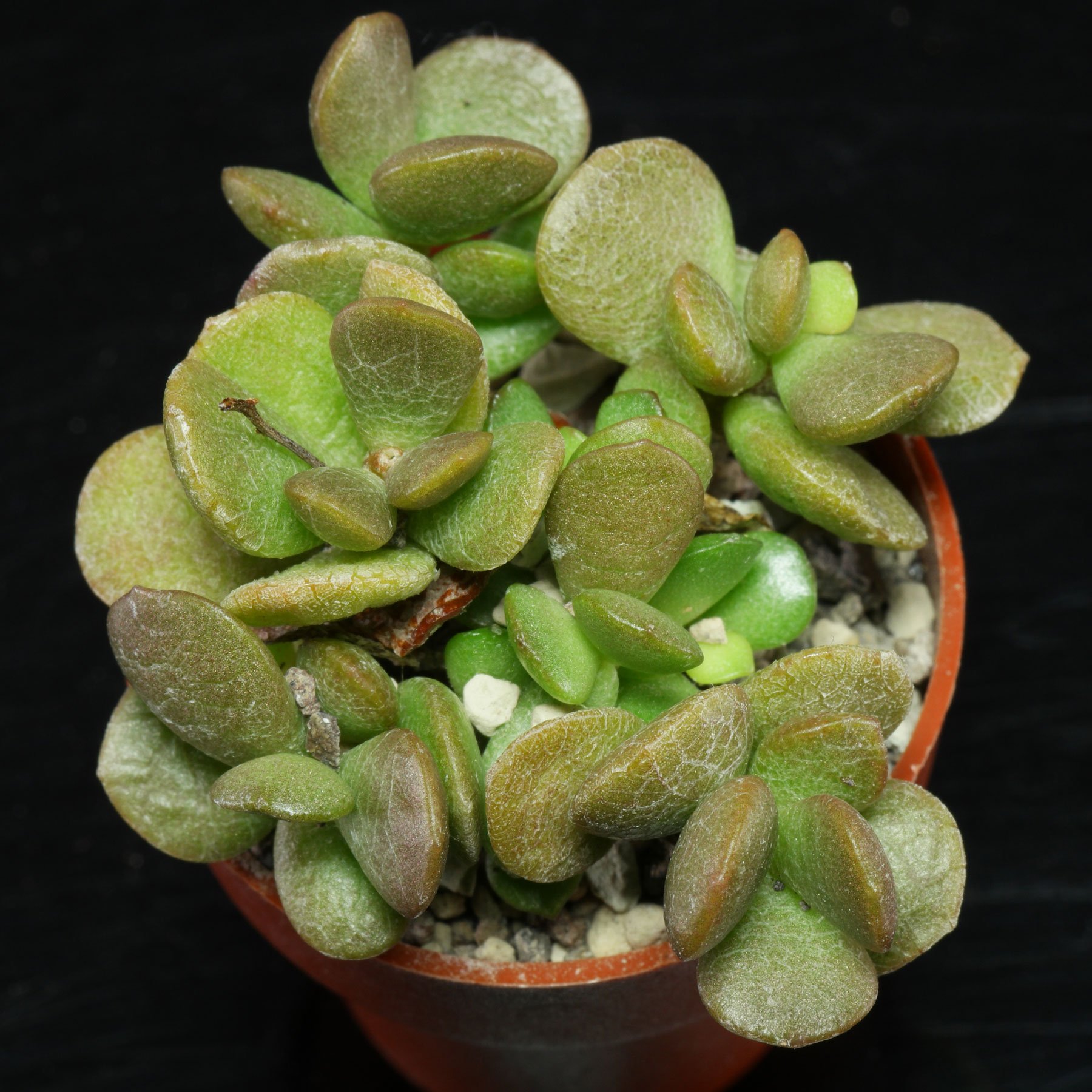 Adromischus diabolicus