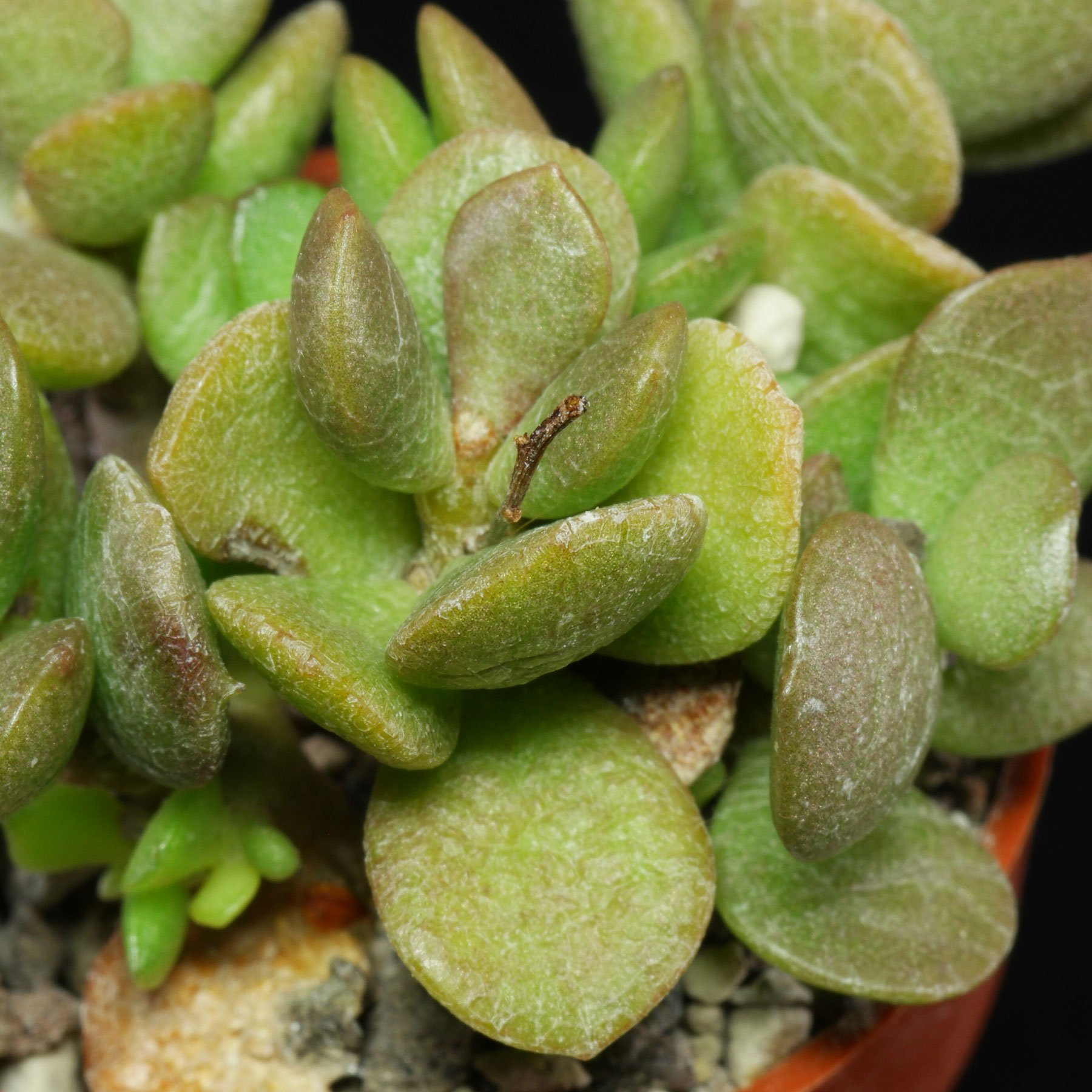 Adromischus diabolicus