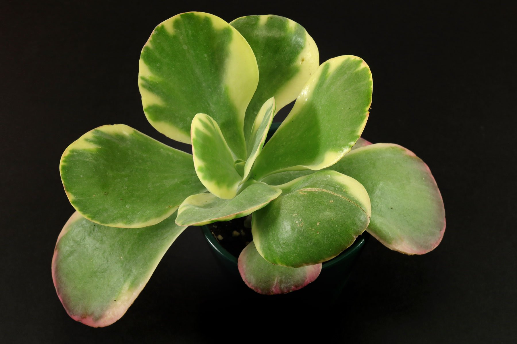 Kalanchoe thyrsiflora Variegata