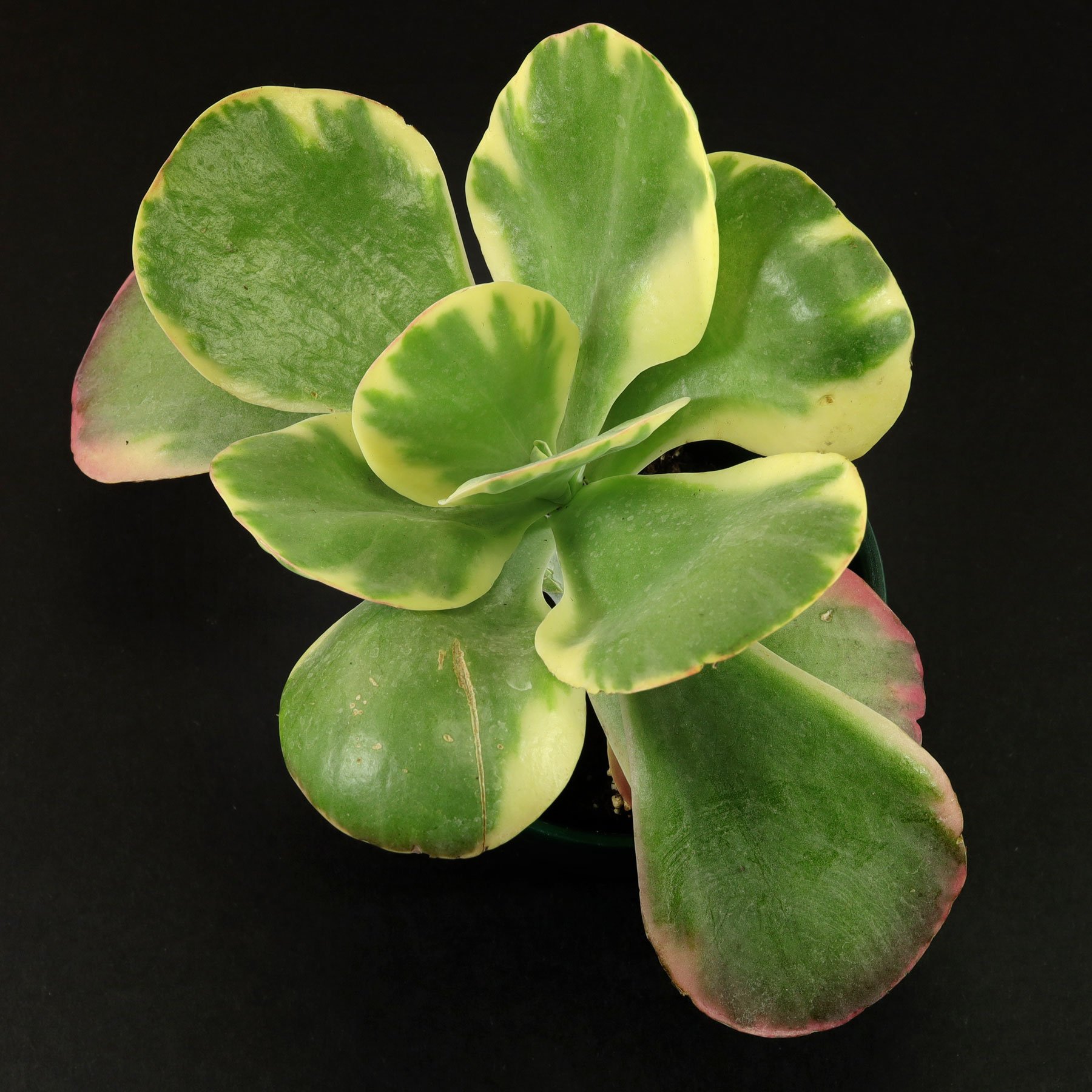 Kalanchoe thyrsiflora Variegata