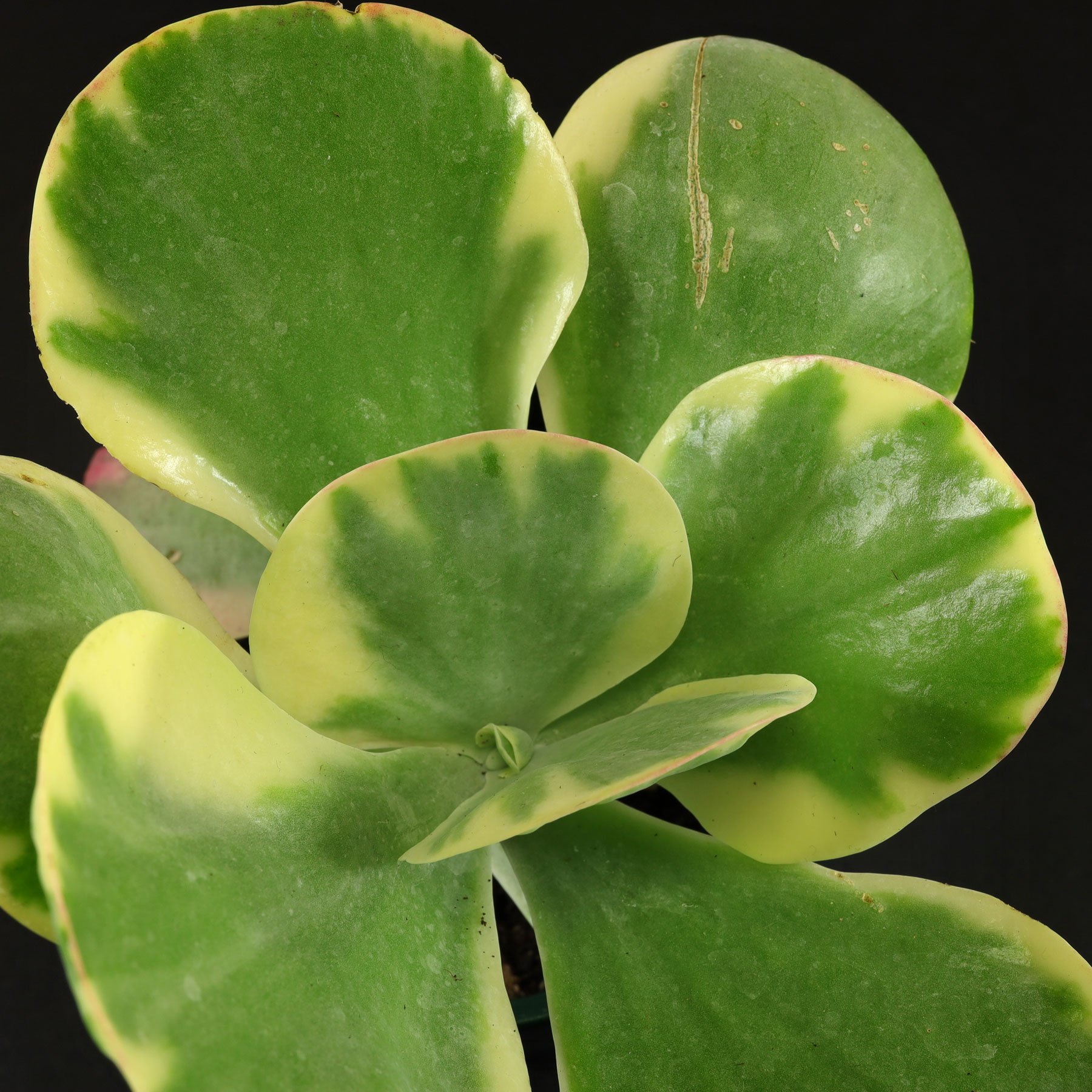 Kalanchoe thyrsiflora Variegata