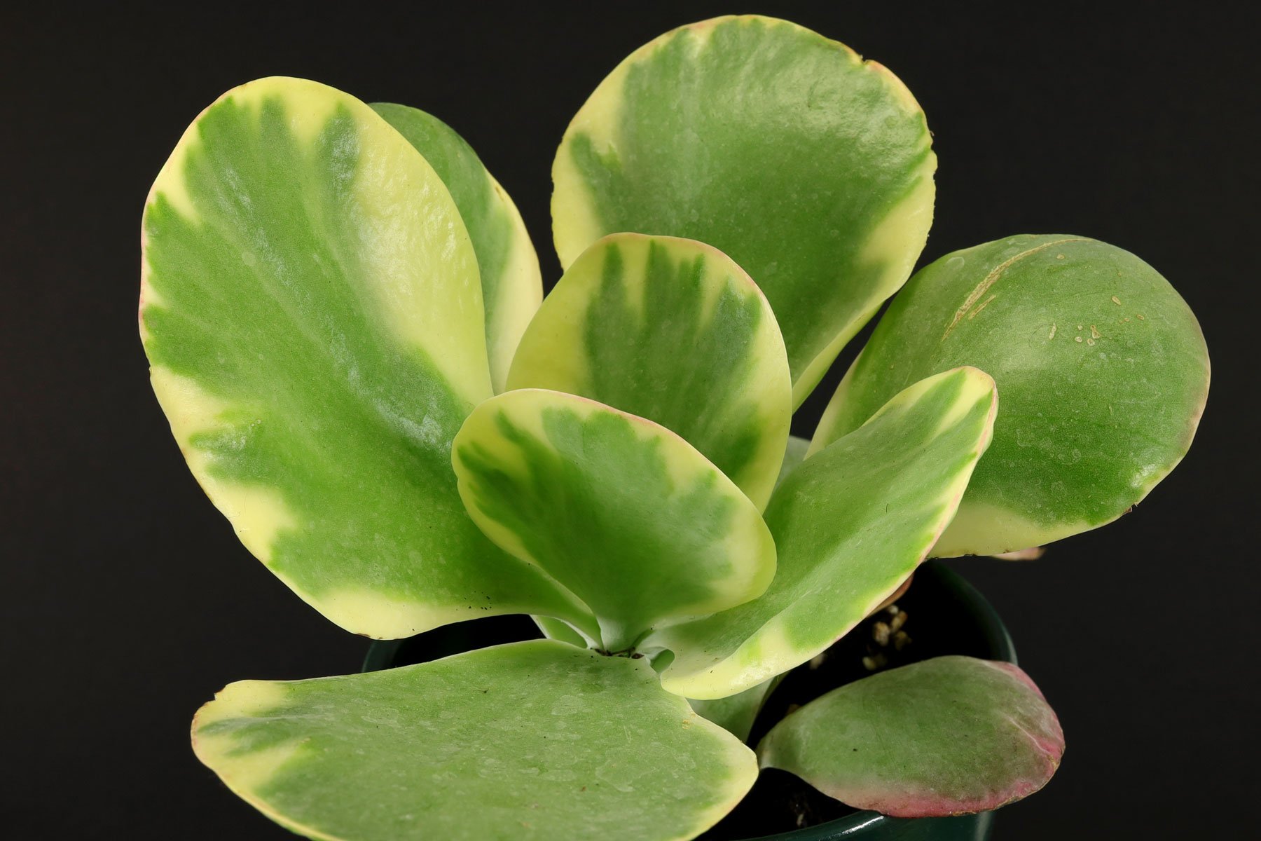 Kalanchoe thyrsiflora Variegata