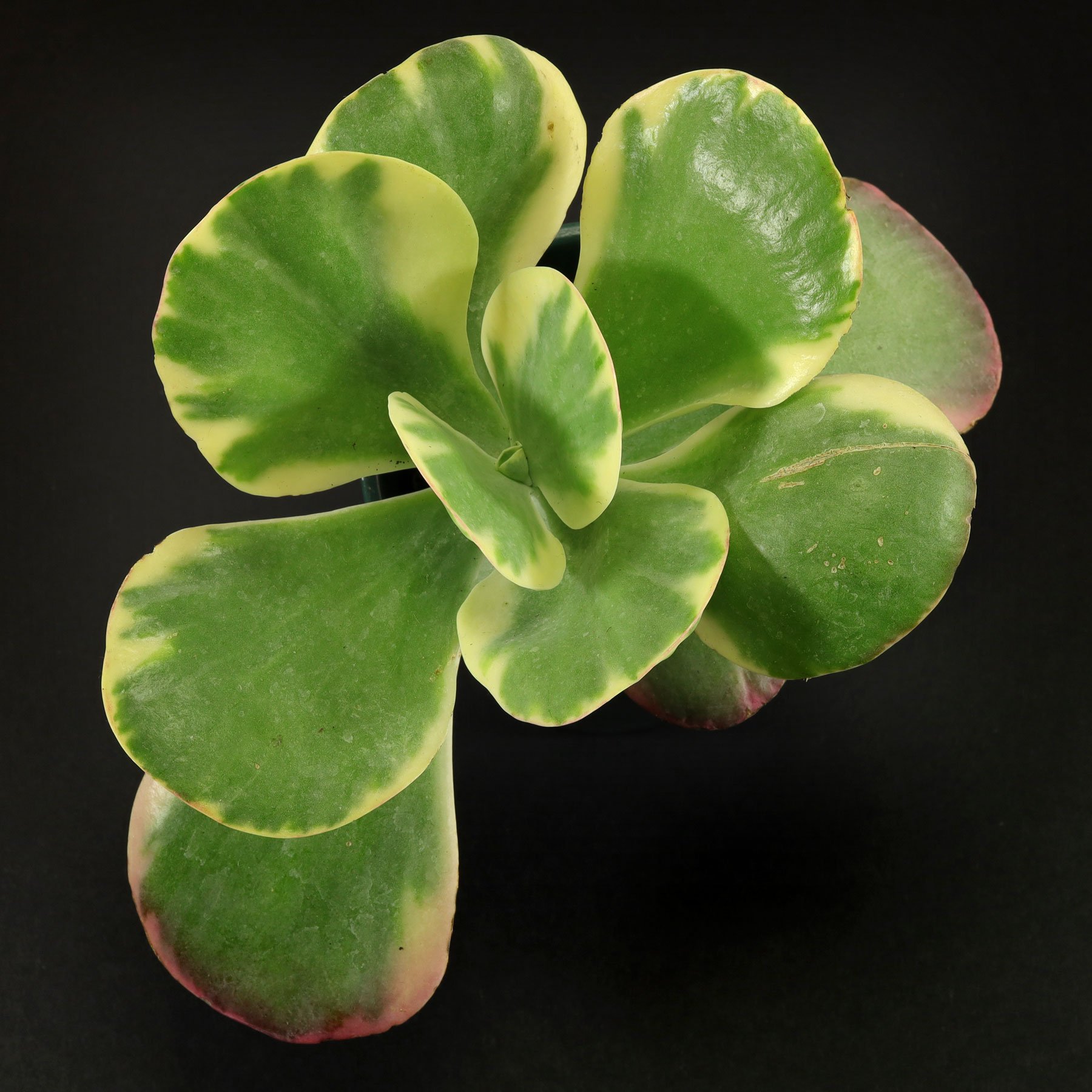 Kalanchoe thyrsiflora Variegata