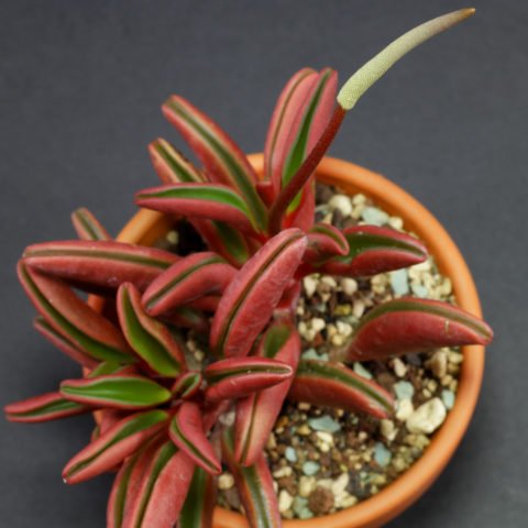 Peperomia graveolens