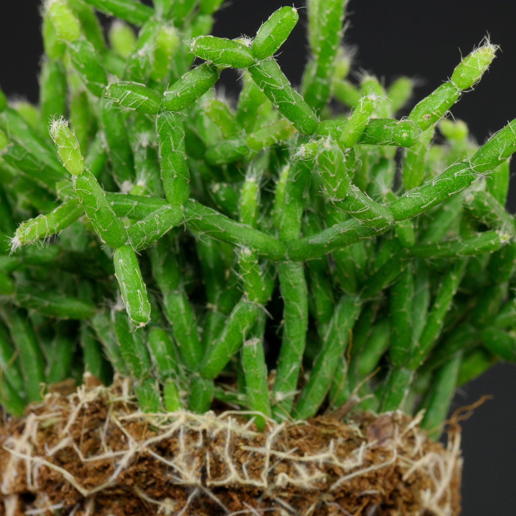 Rhipsalis clavata