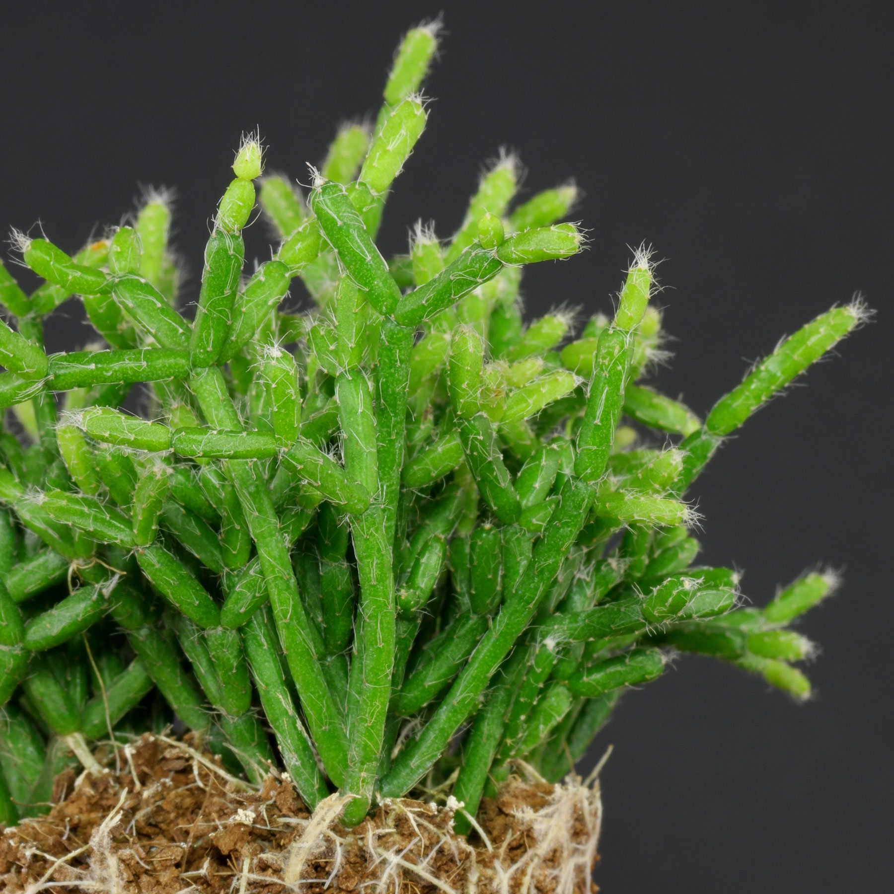 Rhipsalis clavata