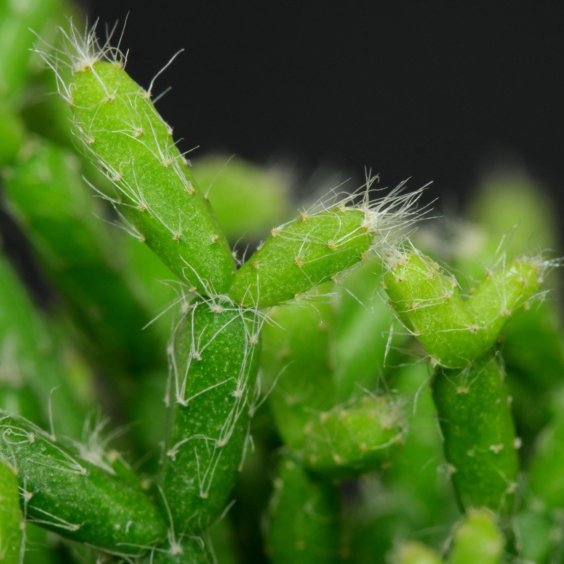 Rhipsalis clavata