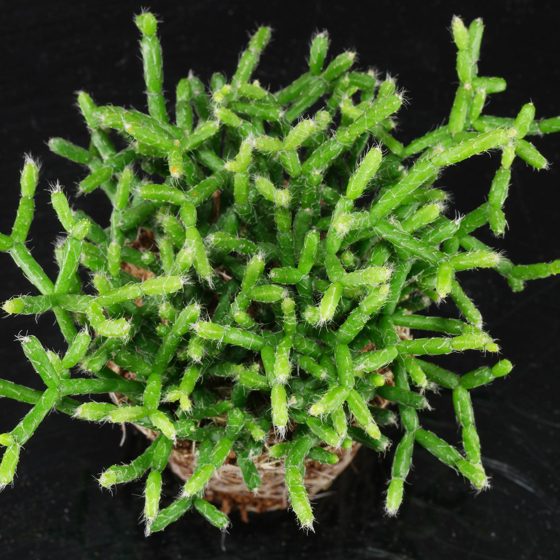 Rhipsalis clavata