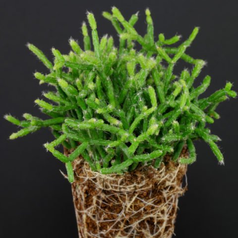 Rhipsalis clavata