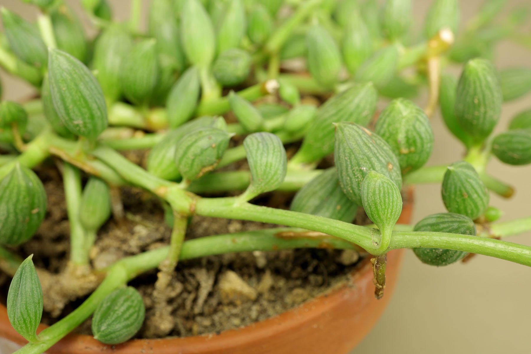 Senecio citriformis