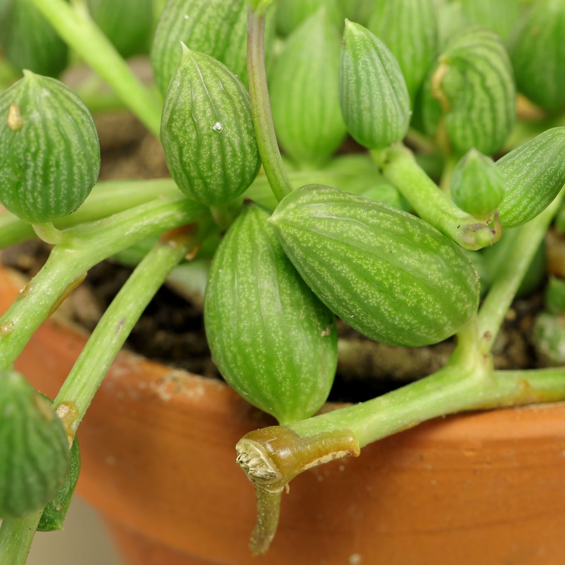 Senecio citriformis