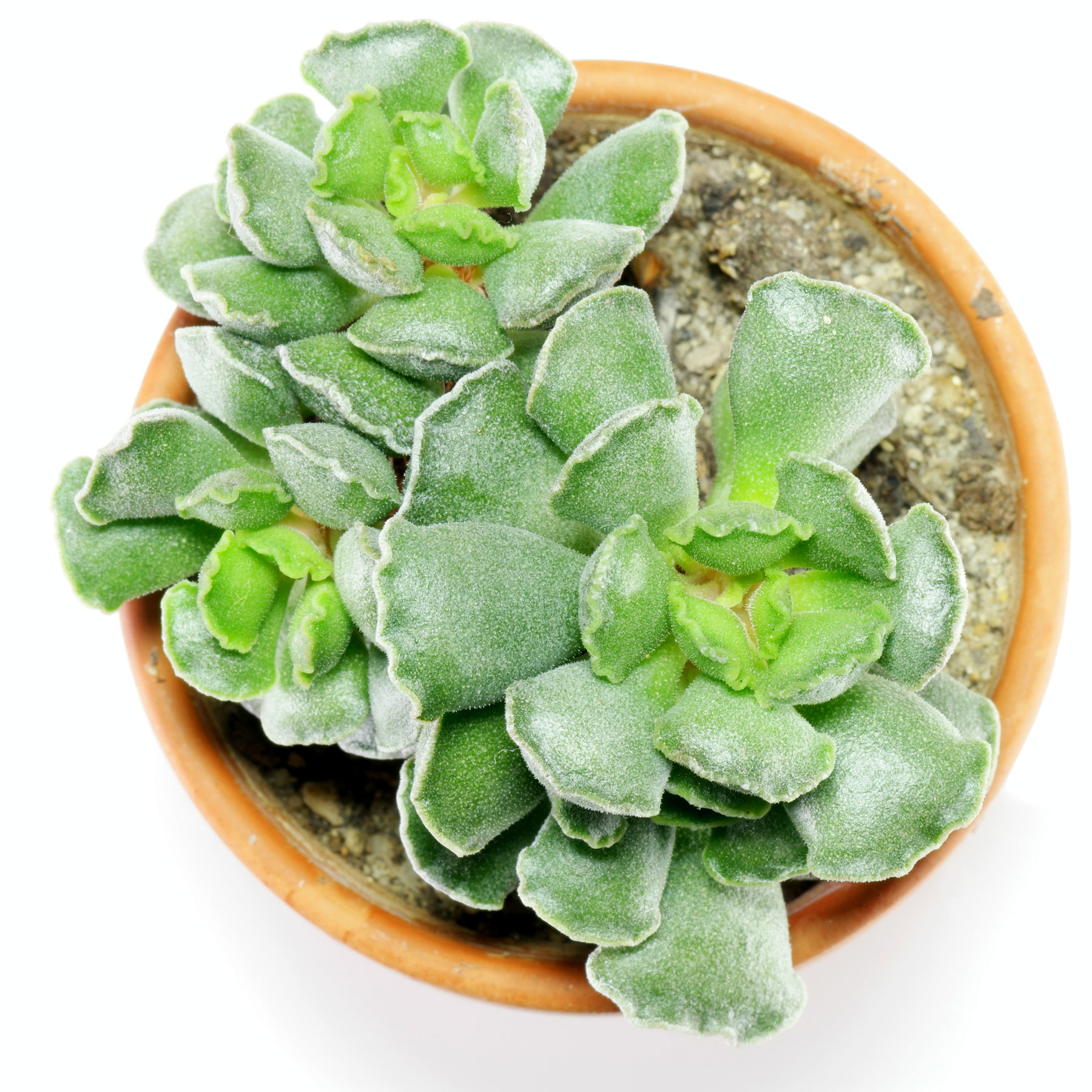 Adromischus cristatus