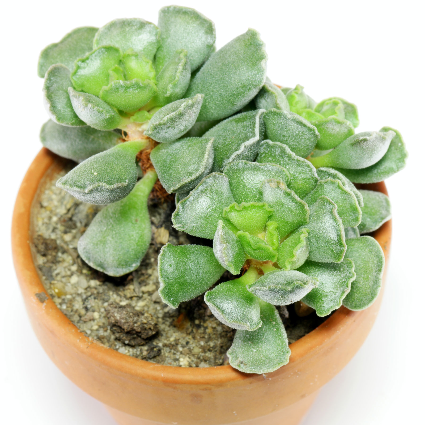 Adromischus cristatus