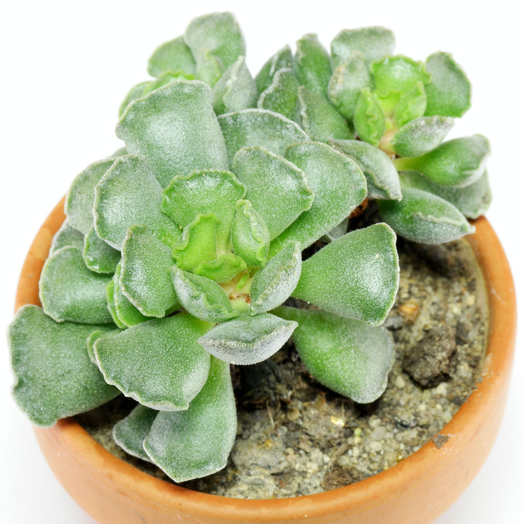 Adromischus cristatus