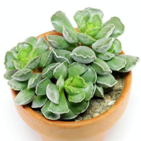 Adromischus cristatus