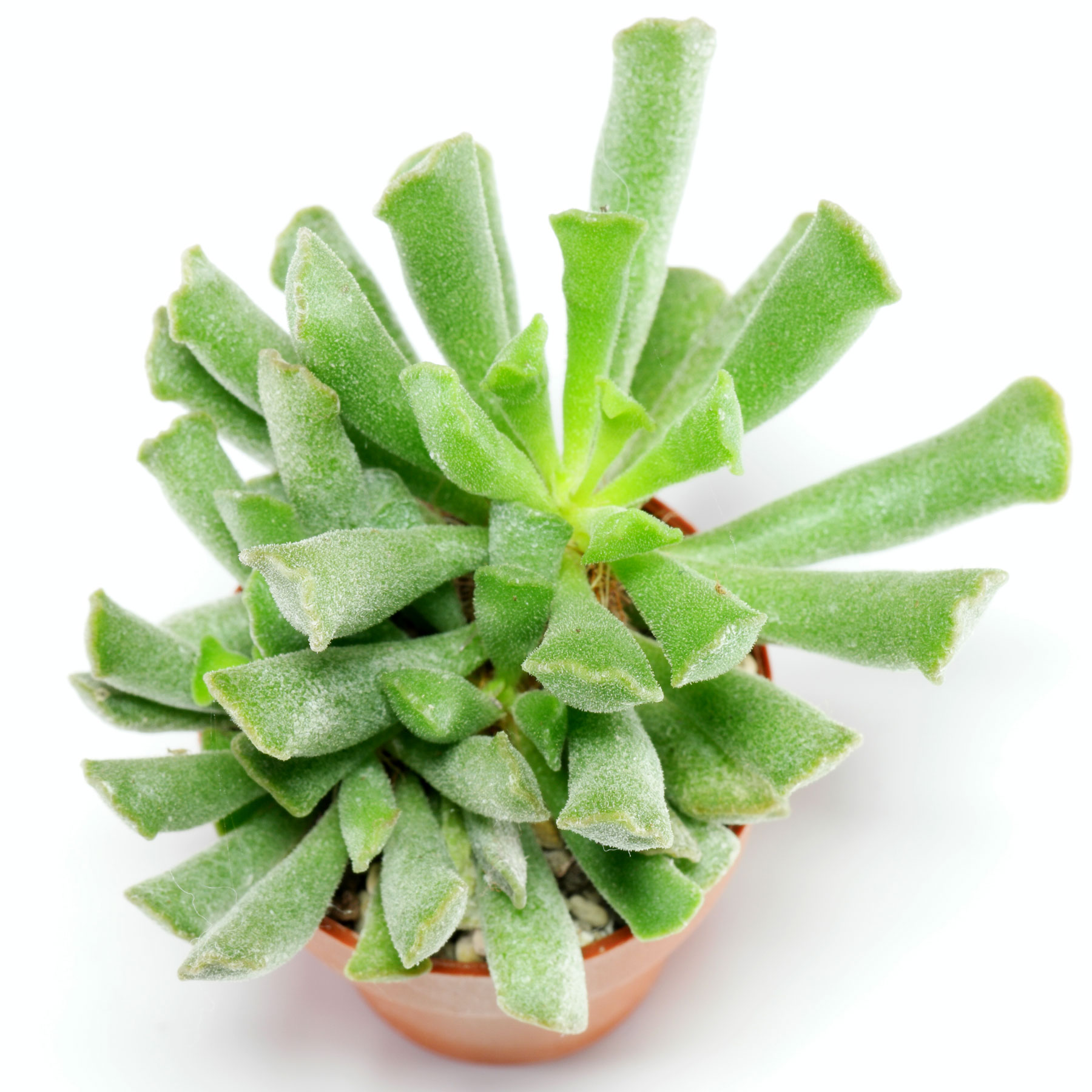 Adromischus cristatus var. clavifolius 1