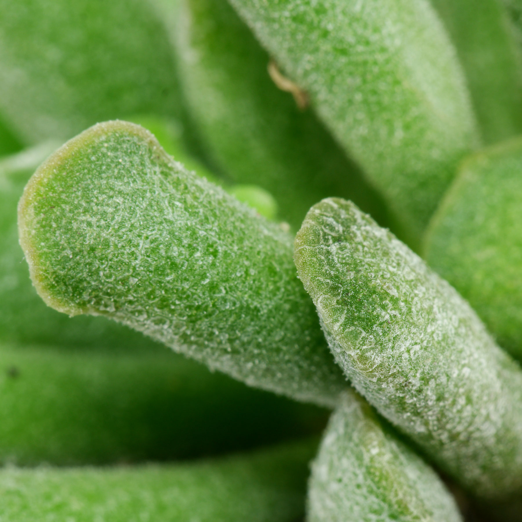 Adromischus cristatus var. clavifolius