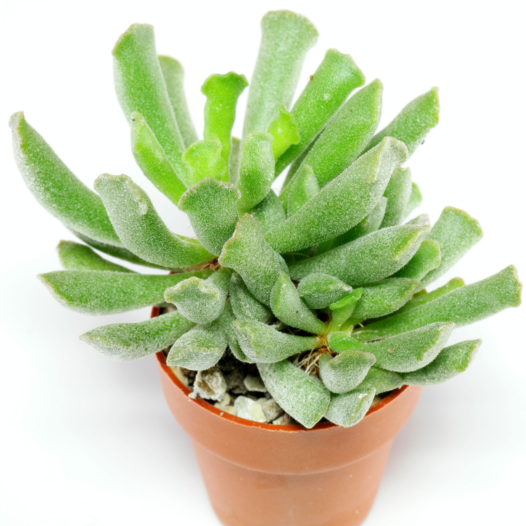 Adromischus cristatus var. clavifolius