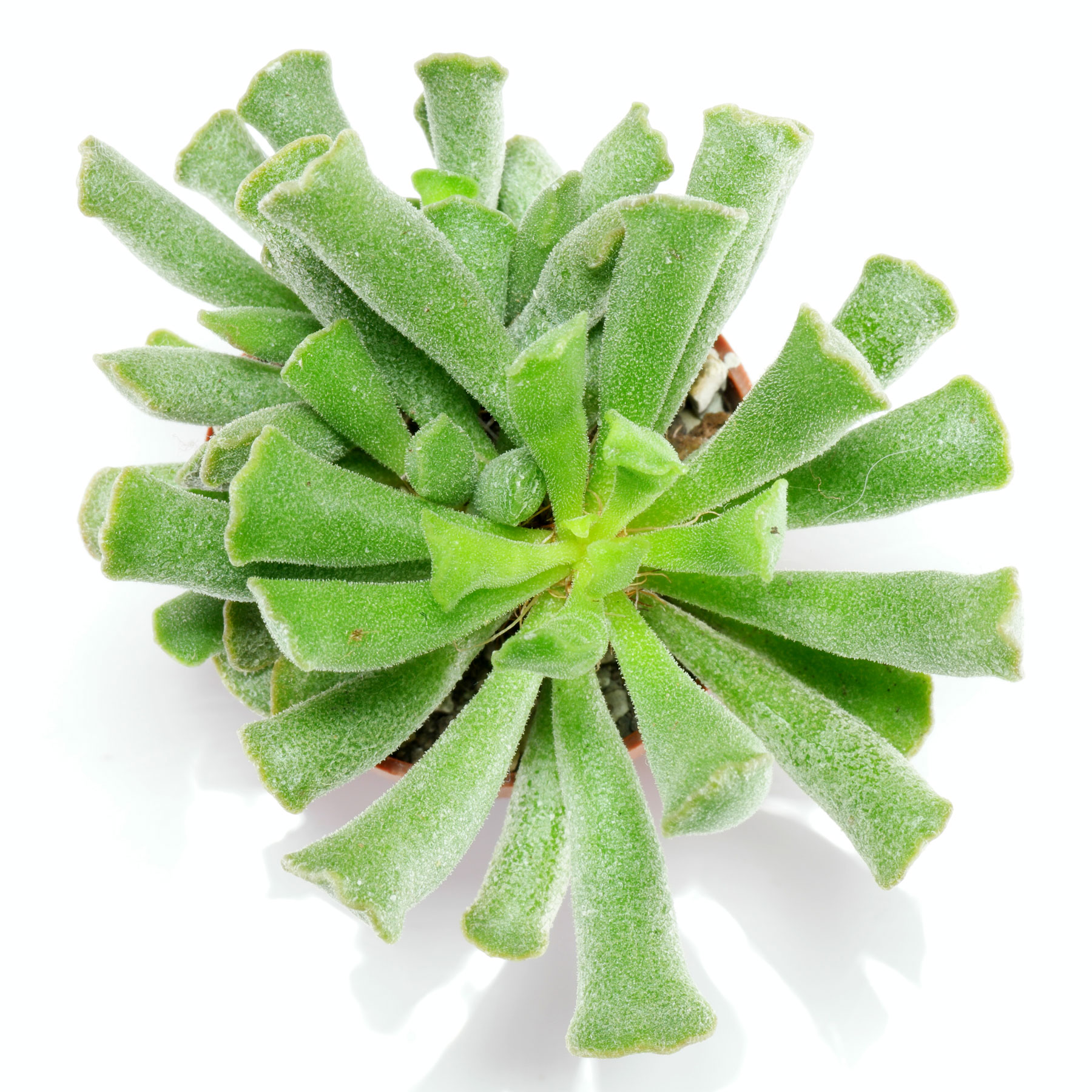 Adromischus cristatus var. clavifolius